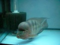 Amphilophus Citrinellus AKA Midas Cichlid