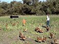 Ben and Zoe chase chickens Ben and Zoe chase chickens