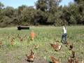 videos de Ben and Zoe chase chickens