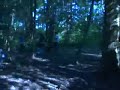 Kicking Trees