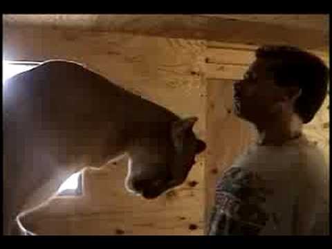 cougar - Affectionate cougar shows her owner with rubs and kisses. Before making any negative remarks about this video, get the facts. 1. I rescued her in 1998 when s...