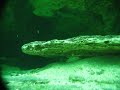 free-diving-at-blue-springs-orange-city-fl-part-2.html