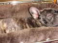 French Bulldogs Playing (Little Ones) French Bulldogs Playing (Little Ones)
