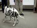 Sparky The Fire Dog