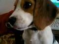 Beagle video