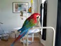 True ParrotHead!