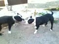 pit bulls razer adge