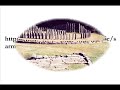 Dacian Sanctuaries in Romania