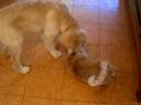 Reilly and Tiger