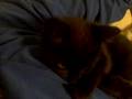 videos de Rocco and my cooking shirt