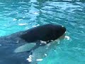 Tokitae Footage