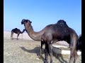 موقع سمان الهرج الشعبي مزاين مزايين الابل بعير ناقه ناقة فحل مجاهيم وضح قصايد قصيده قلطات قلطه شعر اشعارالهاجري القحطاني العتيبي السبيعي اليامي العجمي المري الحربي الدوسري شعبي