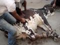Cow Qurbani 2009 Farhan Qurbani Part III