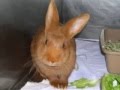 Adopt Siren
