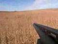 POV pheasant shooting south dakota