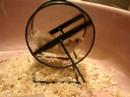 Pucca Hamster