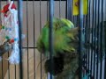 Bird Humping Fuzz