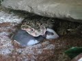 puff adder feeding puff adder feeding