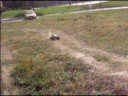 videos de tmaxx 3.3 jumps and backflips til it breaks