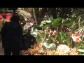 Click here to watch this video Macy's Flower Show Minneapolis 2012
