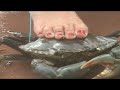 tiffany crabbing