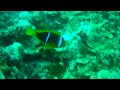 More Clownfish