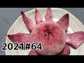 【家庭菜園】もものすけカブ収穫してむいてみた【2021#64】