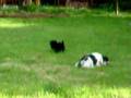 Affenpinscher video