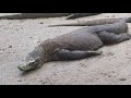 Click here to watch this video Wild Komodo Dragons in Forest on Rinca Island, Indonesia