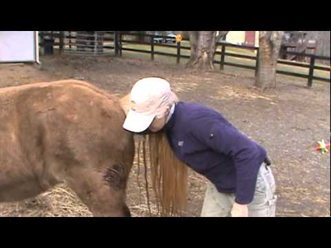 how to become veterinarian