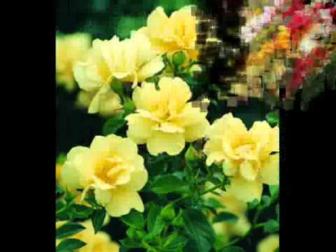yvavilebis giji.wmv