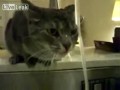 一只喜欢给自己洗头的猫