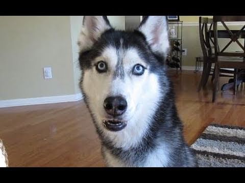 Mishka wants Chinese - SUBTITLED