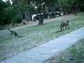 skippy skippy