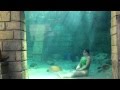Mermaid Melissa 4:32 female breath hold record ...