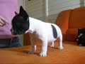 Filhotes de Buldogue Francês Filhotes de Buldogue Francês