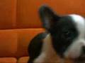 Filhotes de Buldogue Francês