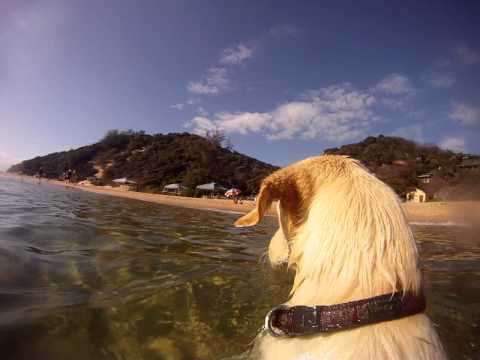 labrador swimming in crystal clear sea in mozambique