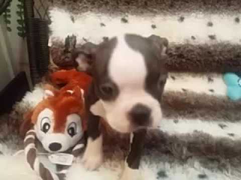 CHECK OUT THIS BOSTON PUPPY!