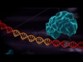 3 new videos about genome engineering : http://youtu.be/WbbaSA_G9xQ http://youtu.be/v6TJk2C6Oic http://youtu.be/Ofe2LwAQm5s