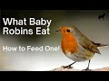 Foods I Can Feed Baby Robins