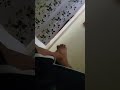 Video BOKEP !!! Video BOKEP !!!