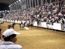 toros coleados en la manga de san juan de los morros