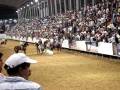 videos de toros coleados en la manga de san juan de los morros