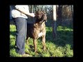 Rarities Cani Corso Rarities Cani Corso