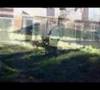 Rarities Cani Corso