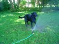 Bella Battles the Lawn Sprinkler