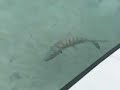 Bone Fish Long Island Bahamas