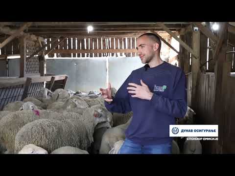 ПОРОДИЦА ЖИКА ПАУНОВИЋА ИЗ ГОРЊОМИЛАНОВАЧКОГ СЕЛА БРЂАНИ, БАВИ СЕ ОВЧАРСТВОМ ДЕЦЕНИЈАМА УНАЗАД