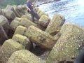 エギング
